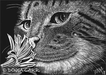 Donna Carr :: Toonie